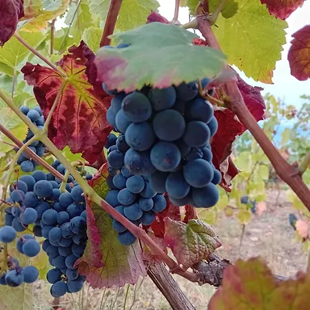 Quinta Manhas Douro * Provesende