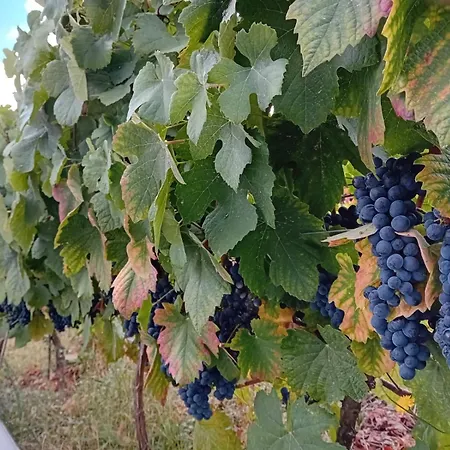 Quinta Manhas Douro Country house *
